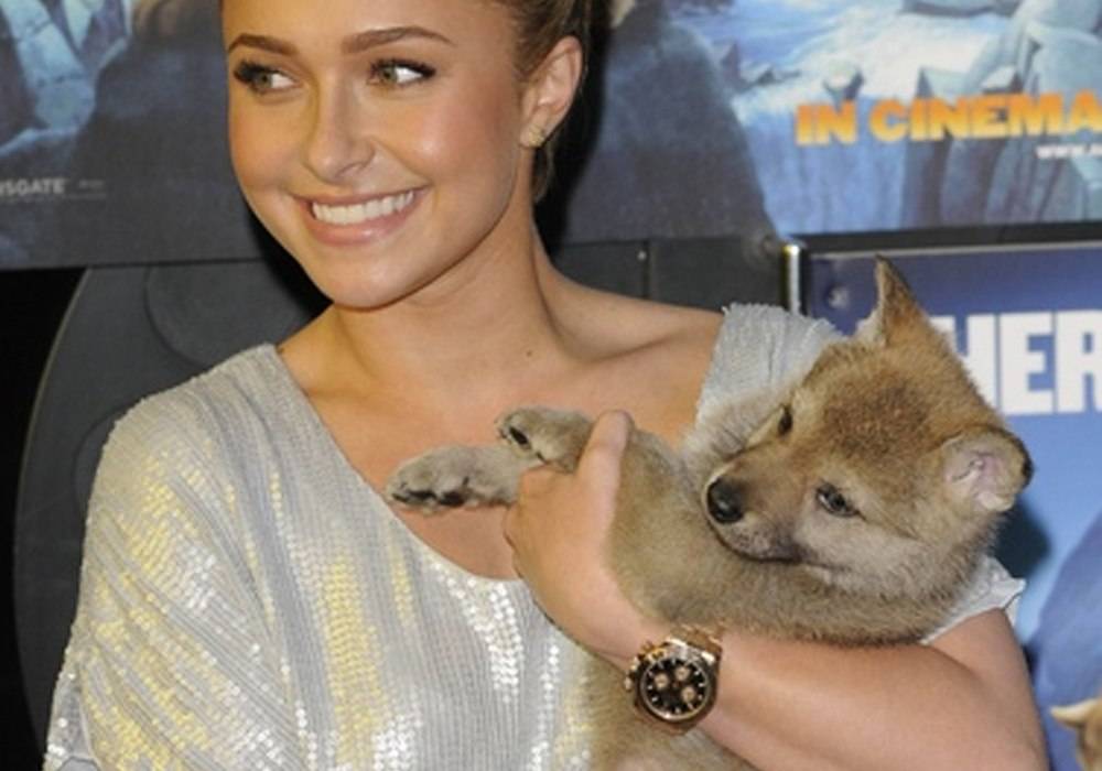 Hayden Panettiere Spotted Wearing Gold Rolex Cosmograph Daytona